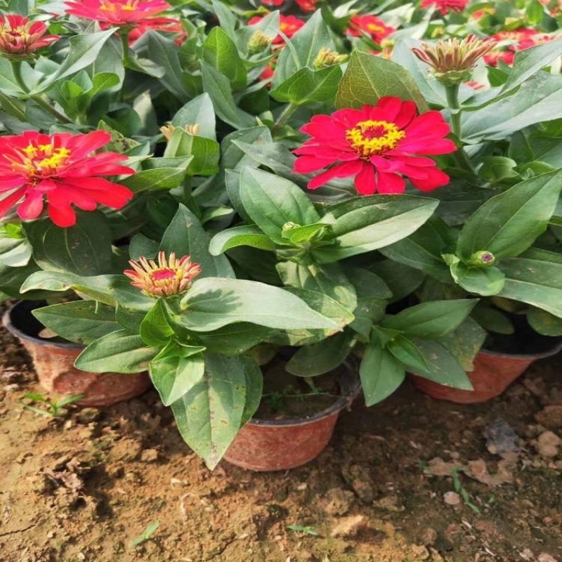 百日草种植基地，百日草批发，百日草批发价格