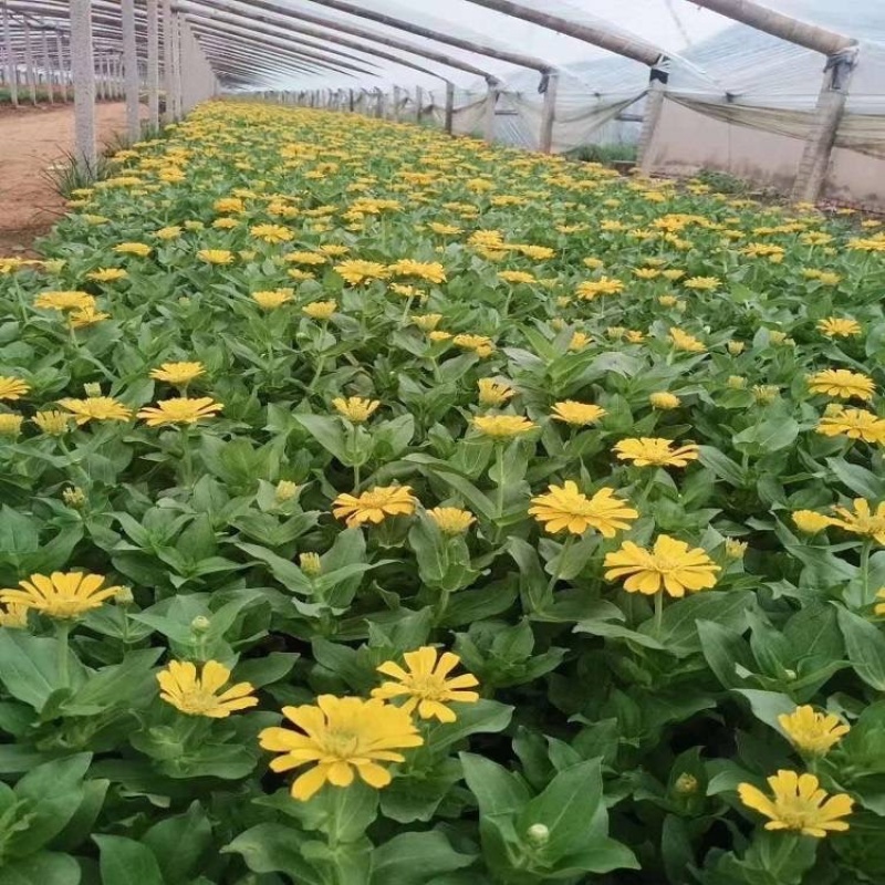 百日草种植基地，百日草批发，百日草批发价格