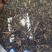 2005年曼夕山野生大树茶特级品福海茶厂出品