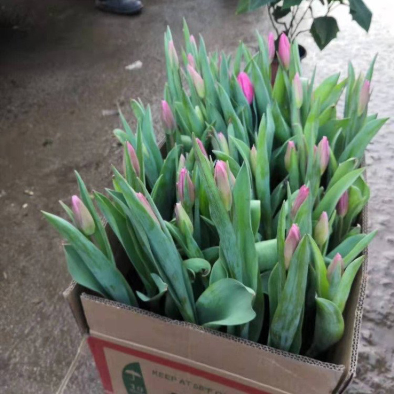 郁金香，精品苗，多种颜色，基地直发，大量供应