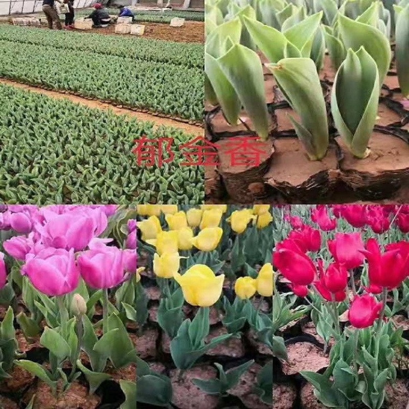 郁金香，精品苗，多种颜色，基地直发，大量供应
