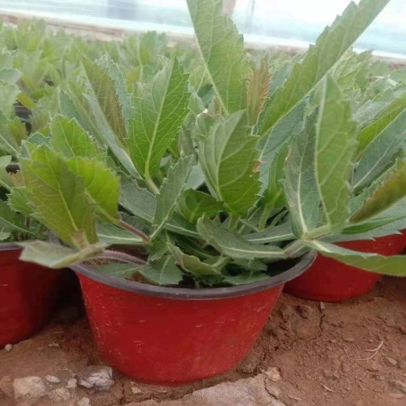 桑托斯马鞭草，挪威马鞭草，产地直发，批发价格