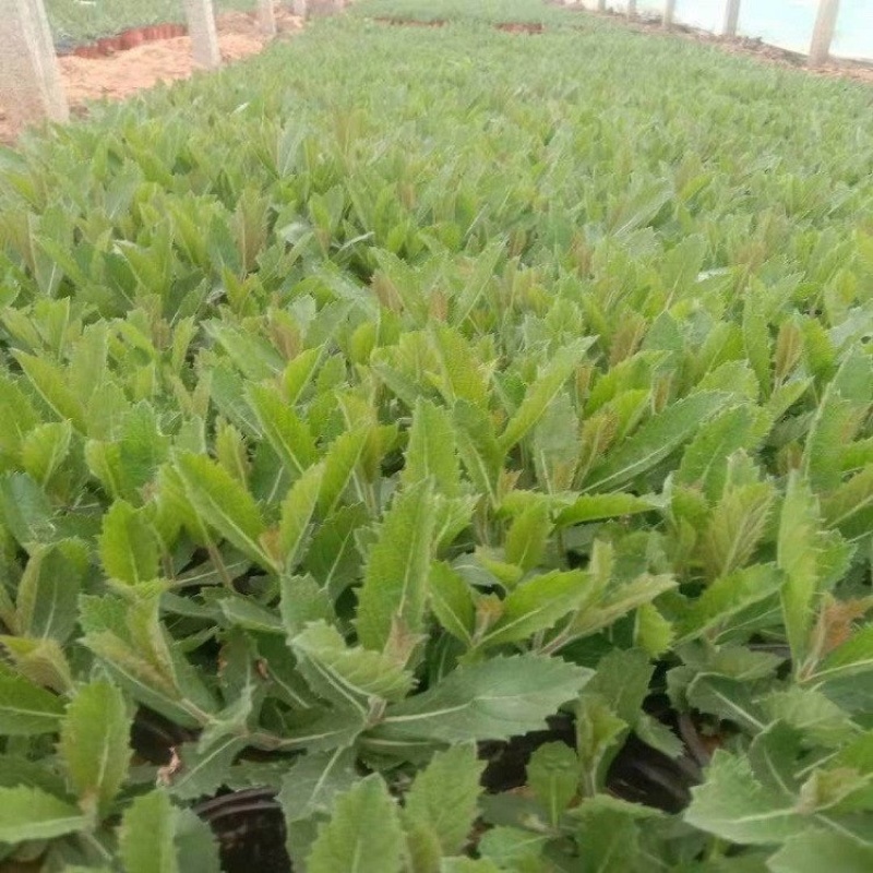 桑托斯马鞭草，挪威马鞭草，产地直发，批发价格