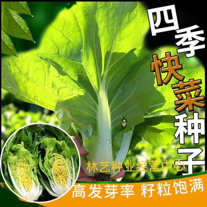 黄金快菜种子小白菜种子30天成熟抗热抗病抗湿四季盆栽种植