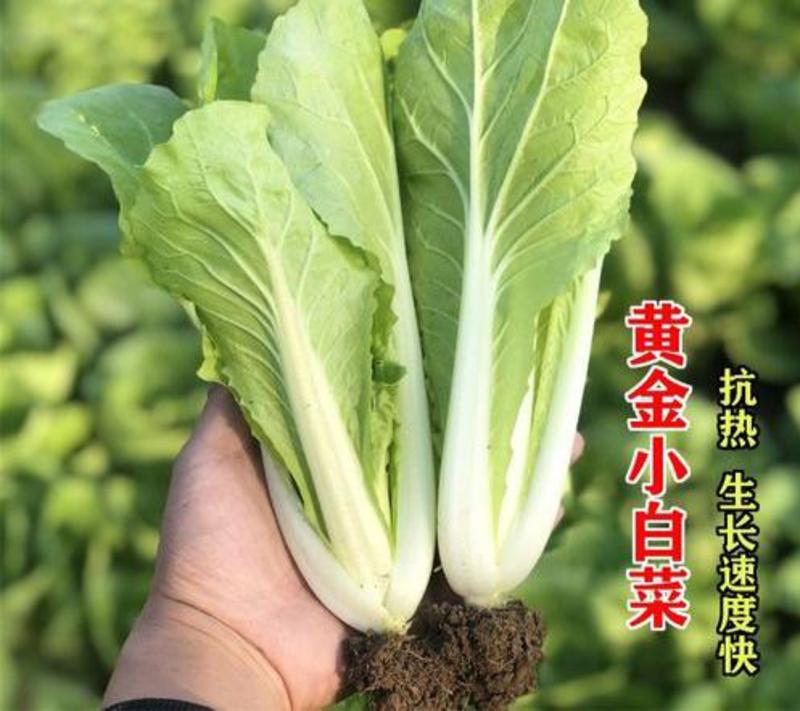 黄金快菜种子小白菜种子30天成熟抗热抗病抗湿四季盆栽种植