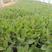 桑托斯马鞭草种植基地大量供应优质桑托斯马鞭草50万盆