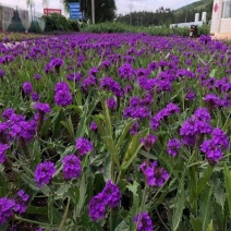 桑托斯马鞭草种植基地大量供应优质桑托斯马鞭草50万盆