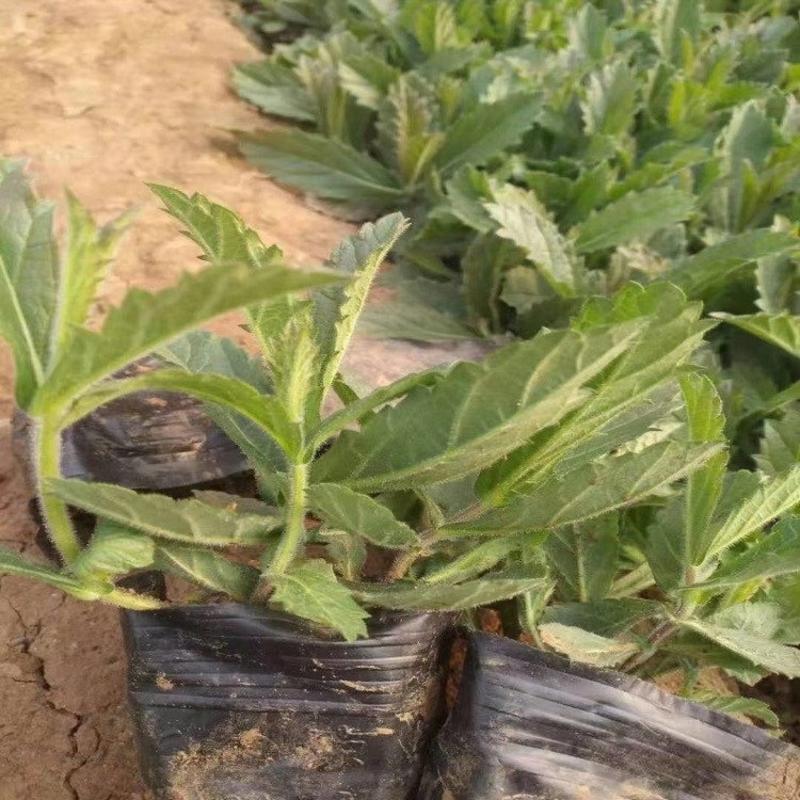 桑托斯马鞭草种植基地大量供应优质桑托斯马鞭草50万盆