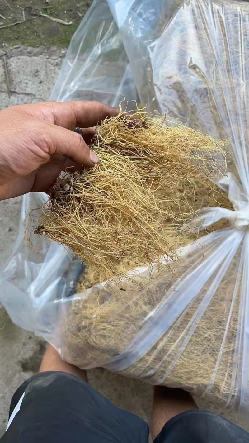 细辛辽细辛无硫中药材北细辛细辛根农副产品