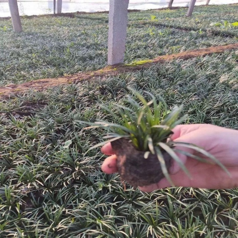 玉龙草基地，优质玉龙草批发，产地供应50万株