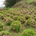 重庆批发杜鹃苗杜鹃花苗毛鹃苗春鹃苗映山红西洋鹃量大优惠