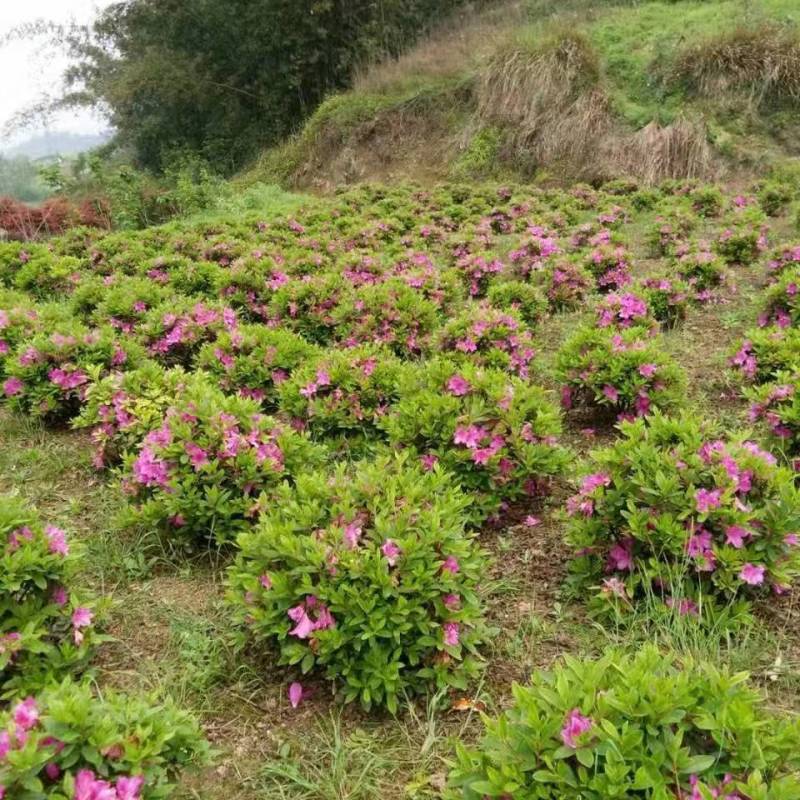 重庆批发杜鹃苗杜鹃花苗毛鹃苗春鹃苗映山红西洋鹃量大优惠