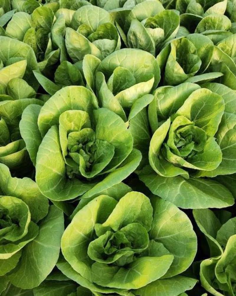 金神农起早20天快菜种子种籽四季小白菜蔬菜青菜籽孑籽