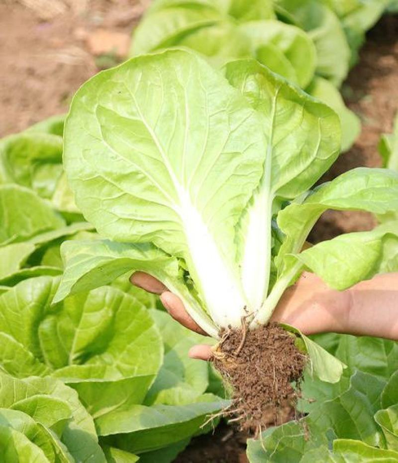 金神农起早20天快菜种子种籽四季小白菜蔬菜青菜籽孑籽