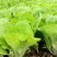 金神农起早20天快菜种子种籽四季小白菜蔬菜青菜籽孑籽