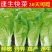 金神农起早20天快菜种子种籽四季小白菜蔬菜青菜籽孑籽