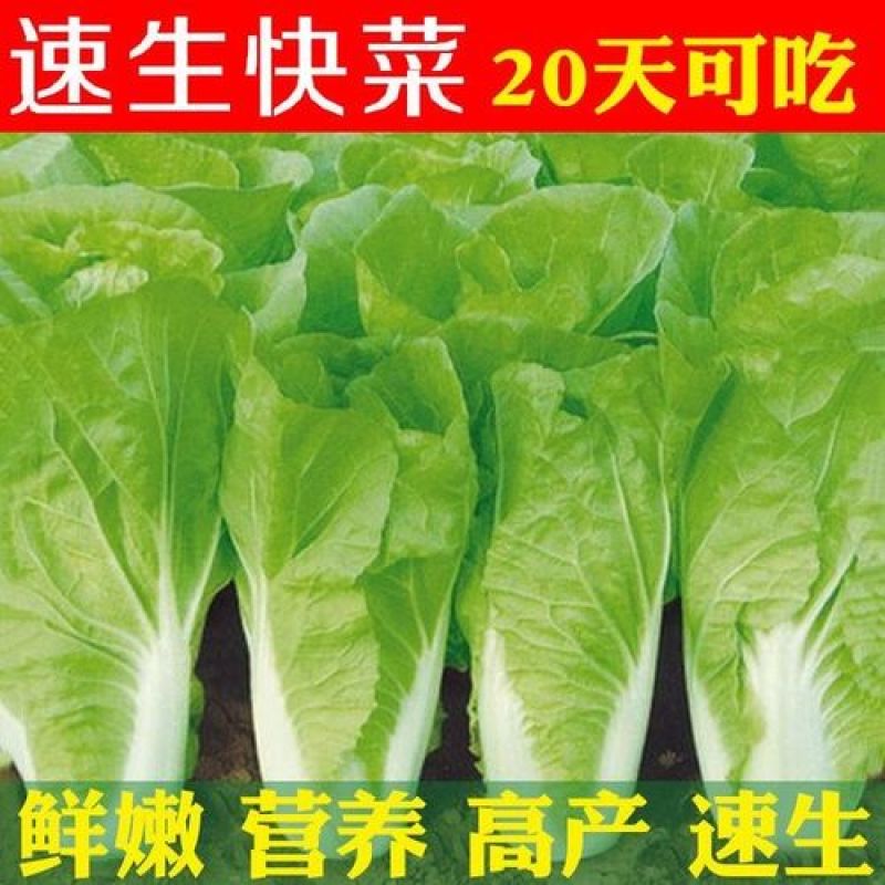 金神农起早20天快菜种子种籽四季小白菜蔬菜青菜籽孑籽