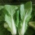 金神农起早20天快菜种子种籽四季小白菜蔬菜青菜籽孑籽