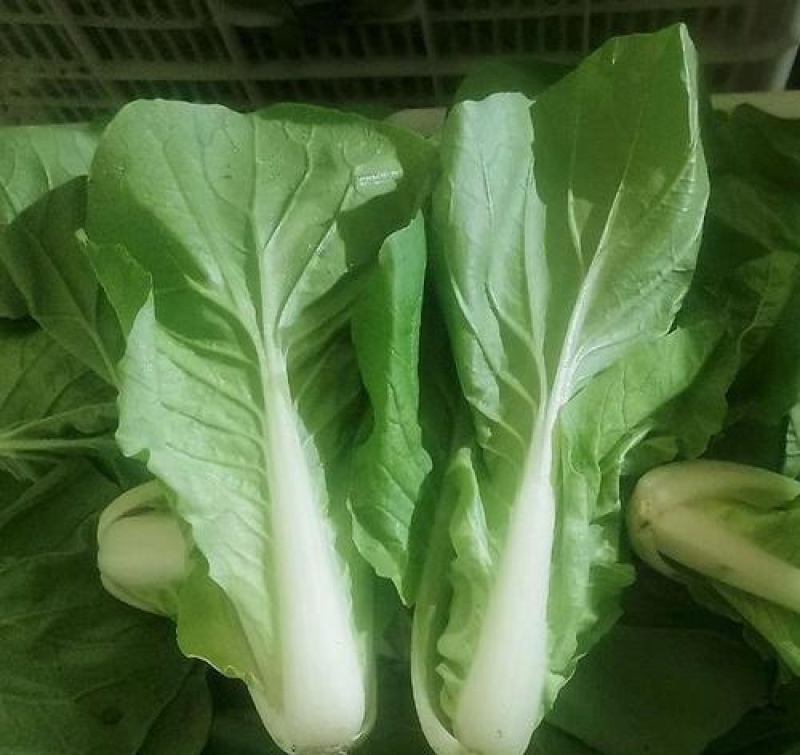 金神农起早20天快菜种子种籽四季小白菜蔬菜青菜籽孑籽