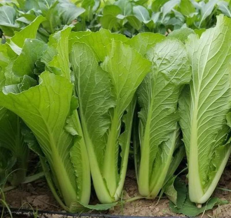 金神农起早20天快菜种子种籽四季小白菜蔬菜青菜籽孑籽