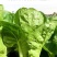 金神农起早20天快菜种子种籽四季小白菜蔬菜青菜籽孑籽