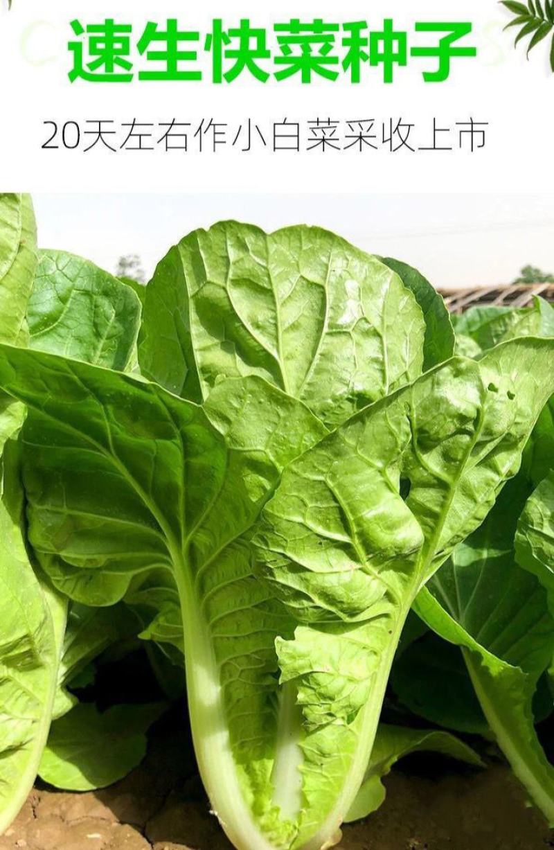 金神农起早20天快菜种子种籽四季小白菜蔬菜青菜籽孑籽