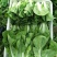 金神农起早20天快菜种子种籽四季小白菜蔬菜青菜籽孑籽