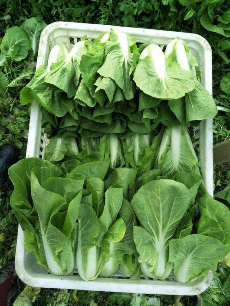 金神农起早20天快菜种子种籽四季小白菜蔬菜青菜籽孑籽