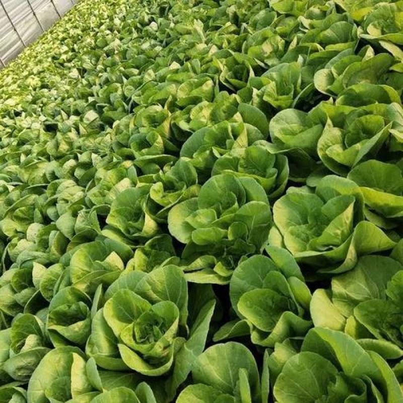 金神农起早20天快菜种子种籽四季小白菜蔬菜青菜籽孑籽