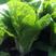 金神农起早20天快菜种子种籽四季小白菜蔬菜青菜籽孑籽