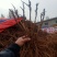 牡丹盆栽室内外庭院绿植正宗观赏重瓣牡丹花卉基地苗包邮价格