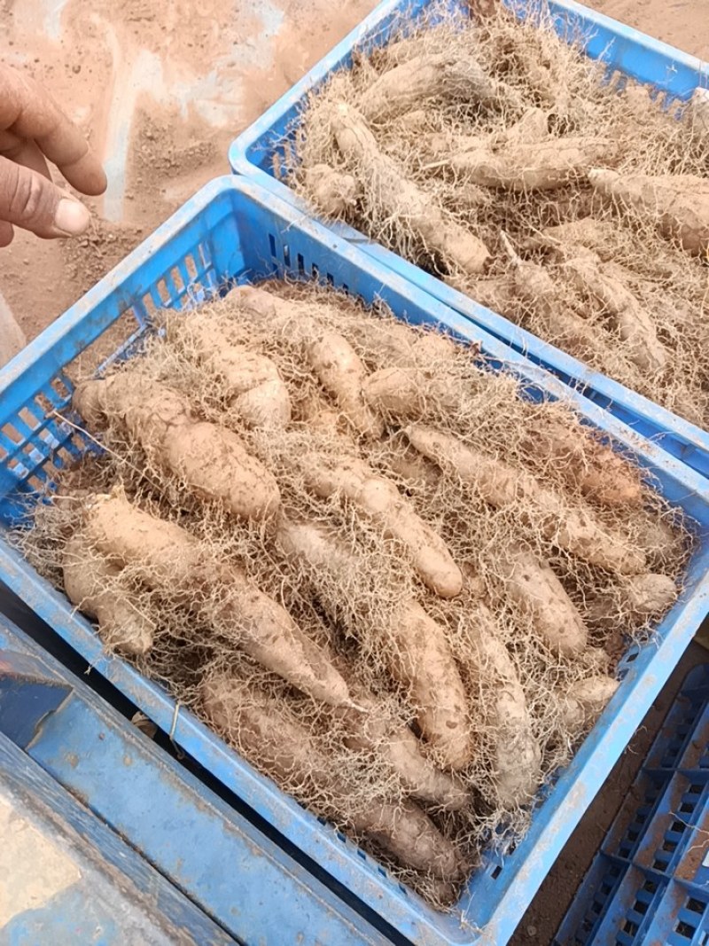 粤西特产！遂溪毛薯