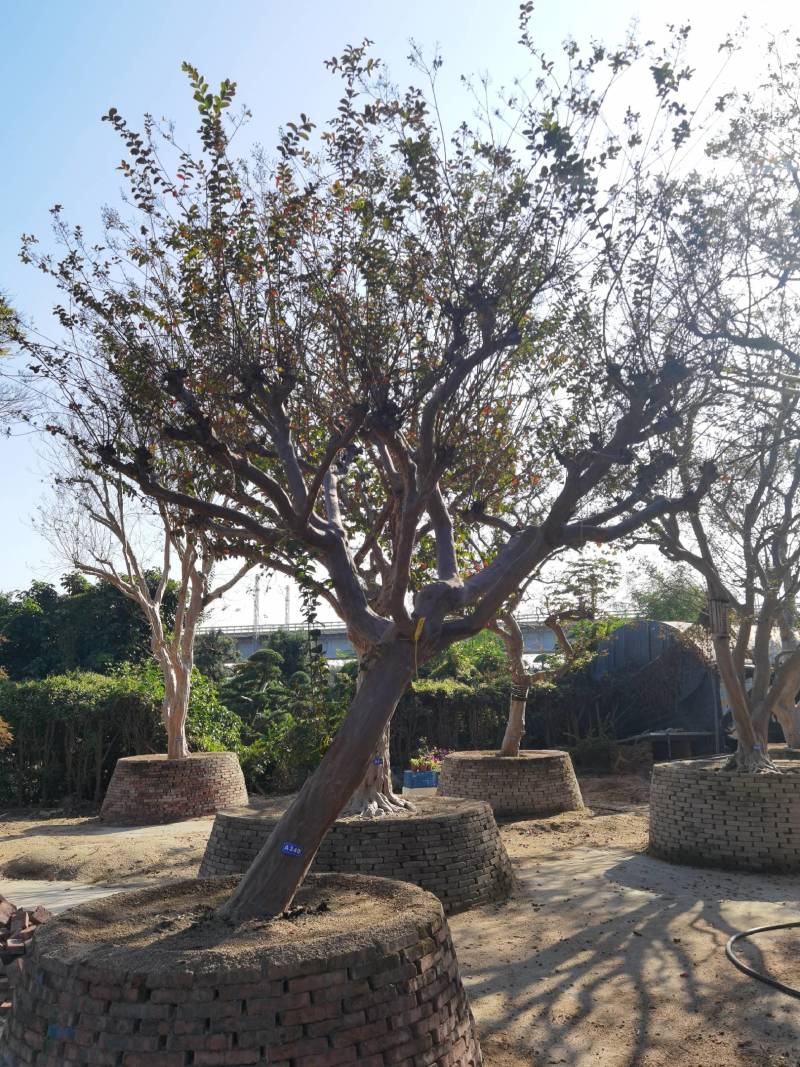 日本紫薇树价格美国紫薇批发日本庭院树供应日本风景树