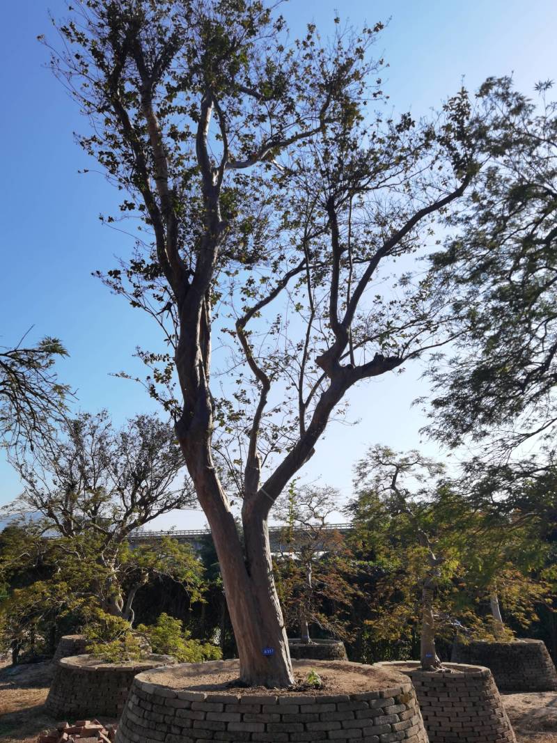 日本紫薇树价格美国紫薇批发日本庭院树供应日本风景树