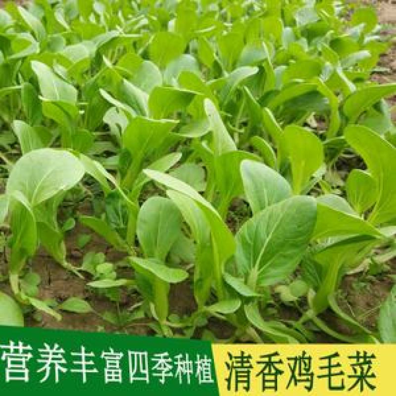 鸡毛菜种子四季播种抗热耐寒蔬菜种子阳台盆栽易种小青菜籽