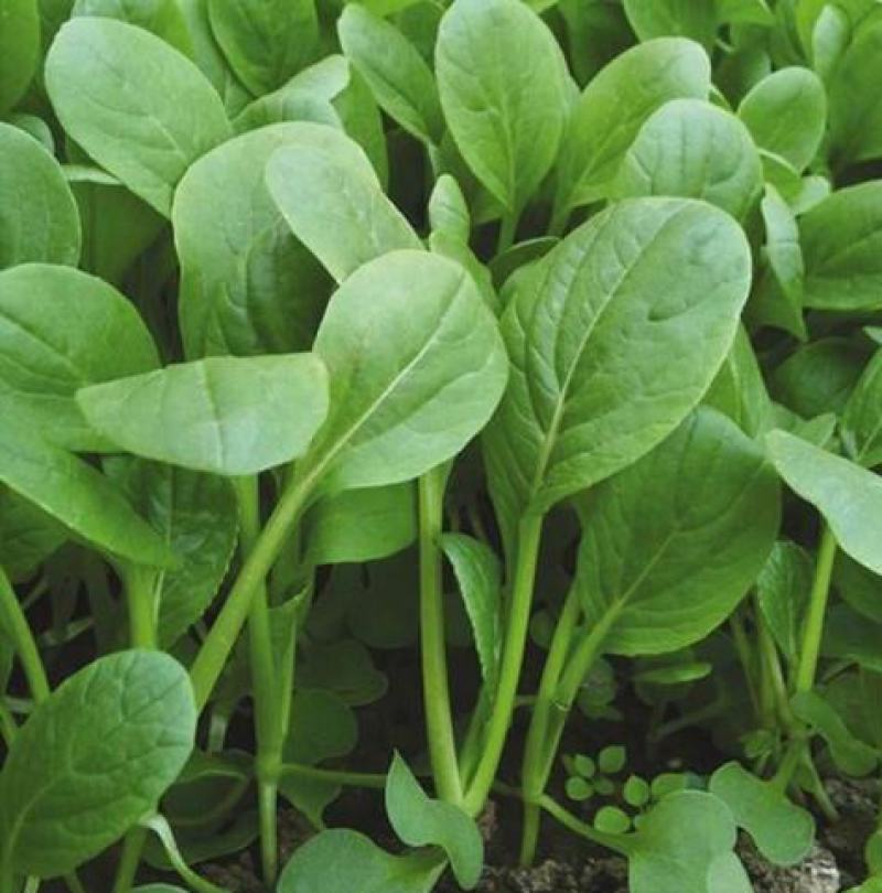 鸡毛菜种子四季播种抗热耐寒蔬菜种子阳台盆栽易种小青菜籽