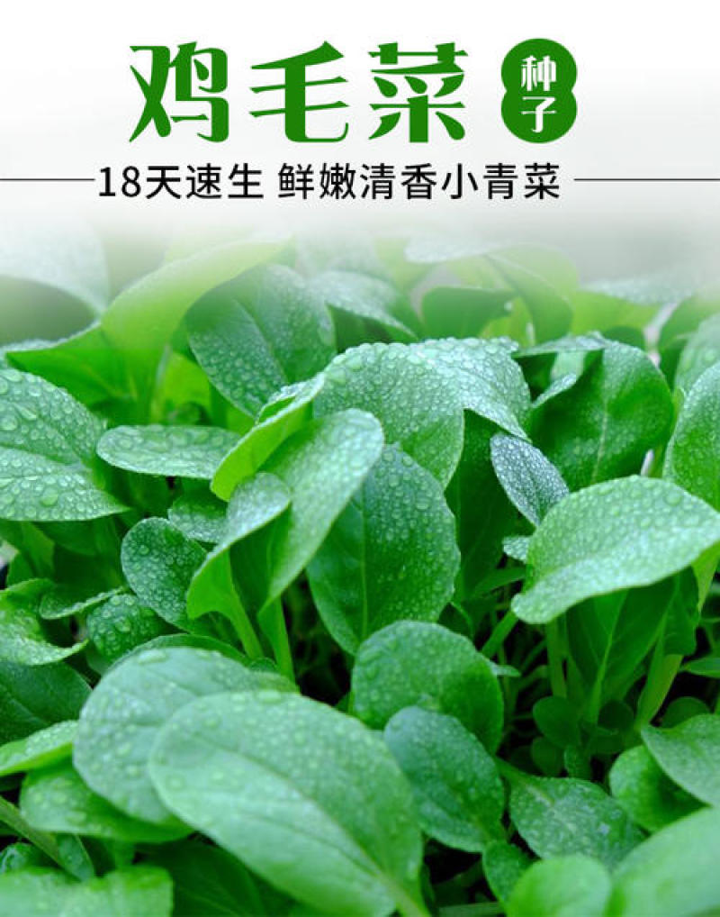 鸡毛菜种子四季播种抗热耐寒蔬菜种子阳台盆栽易种小青菜籽