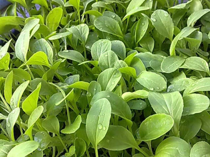 鸡毛菜种子四季播种抗热耐寒蔬菜种子阳台盆栽易种小青菜籽