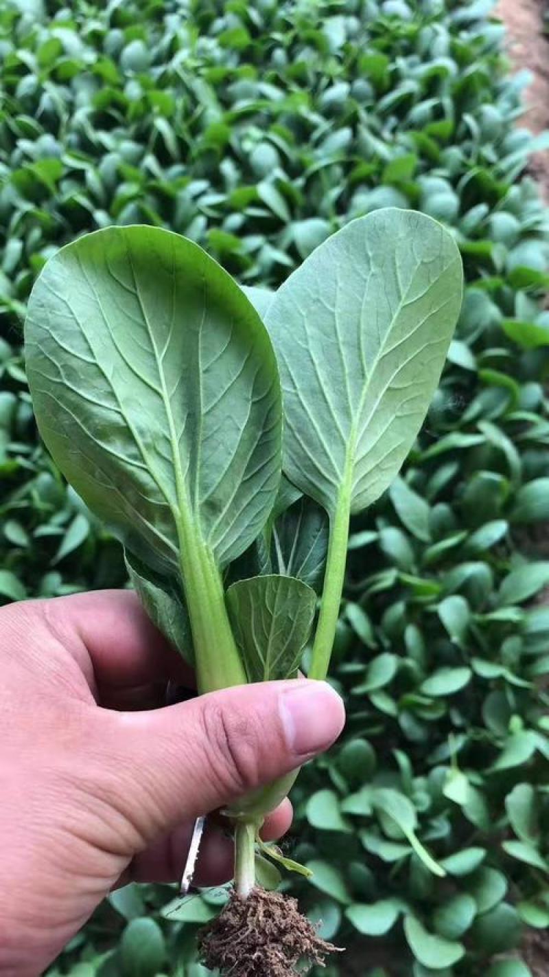 鸡毛菜种子四季播种抗热耐寒蔬菜种子阳台盆栽易种小青菜籽