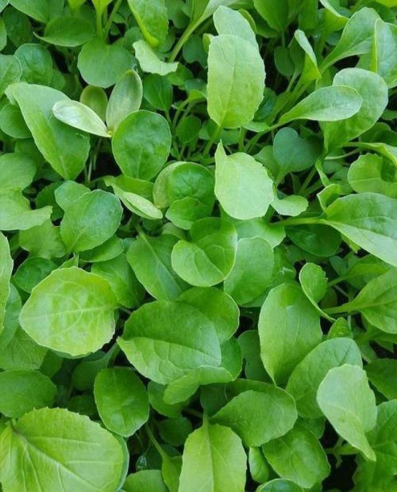 鸡毛菜种子四季播种抗热耐寒蔬菜种子阳台盆栽易种小青菜籽