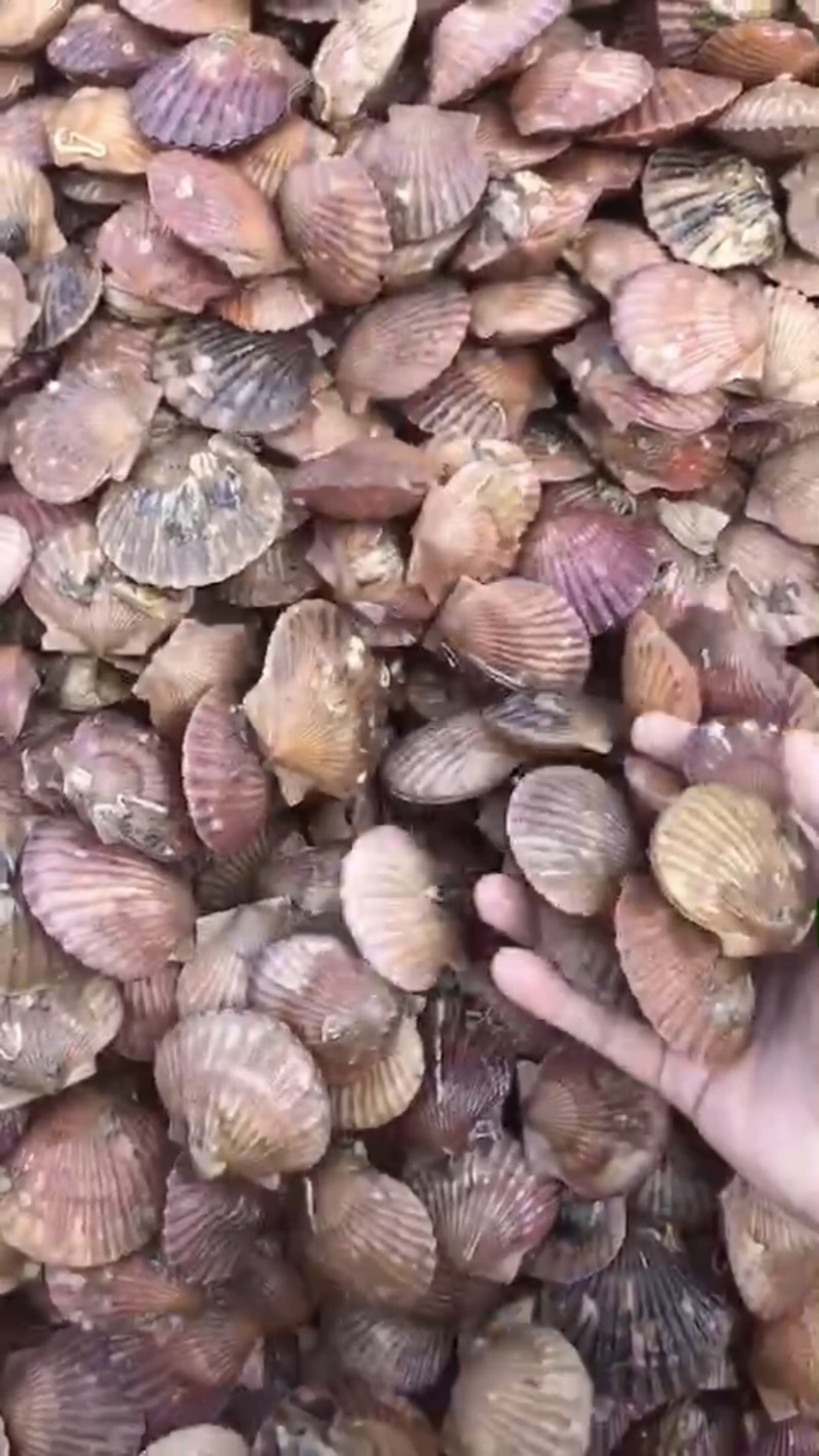港湾贝养殖户直发