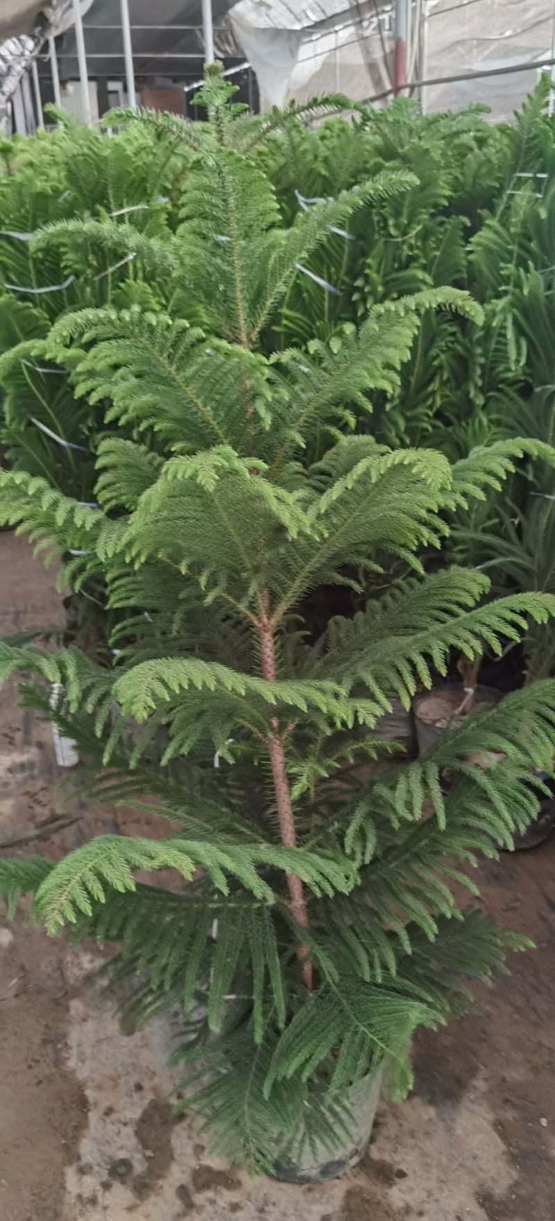 圣诞树