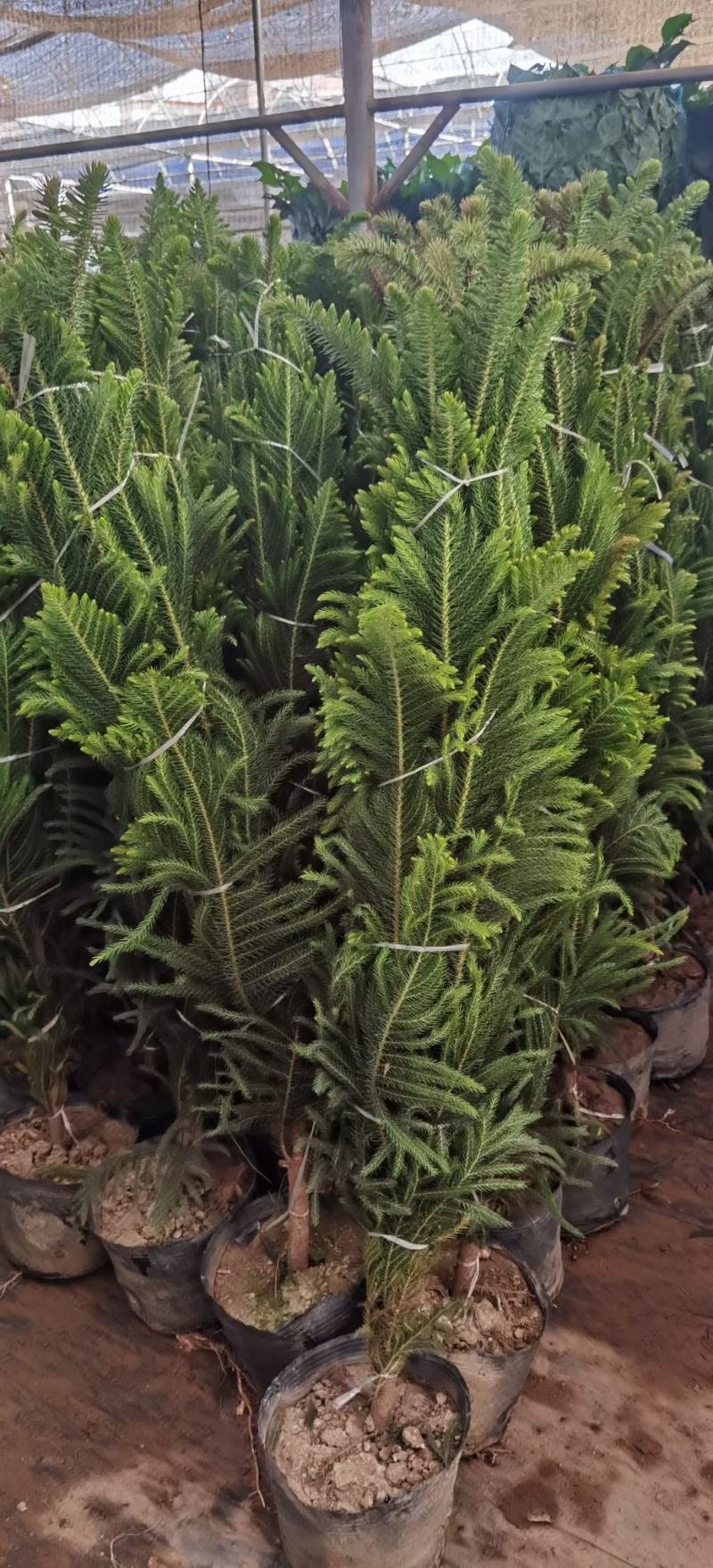 圣诞树