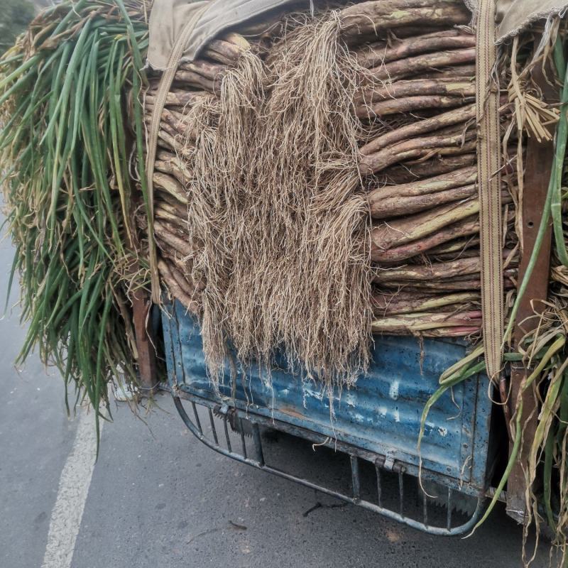 精品红葱，粗度，颜色好，量大从优