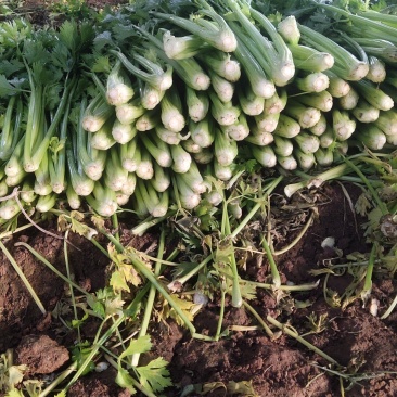 济南市商河县芹菜大量