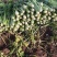 济南市商河县芹菜大量
