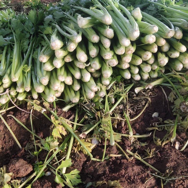 济南市商河县芹菜大量
