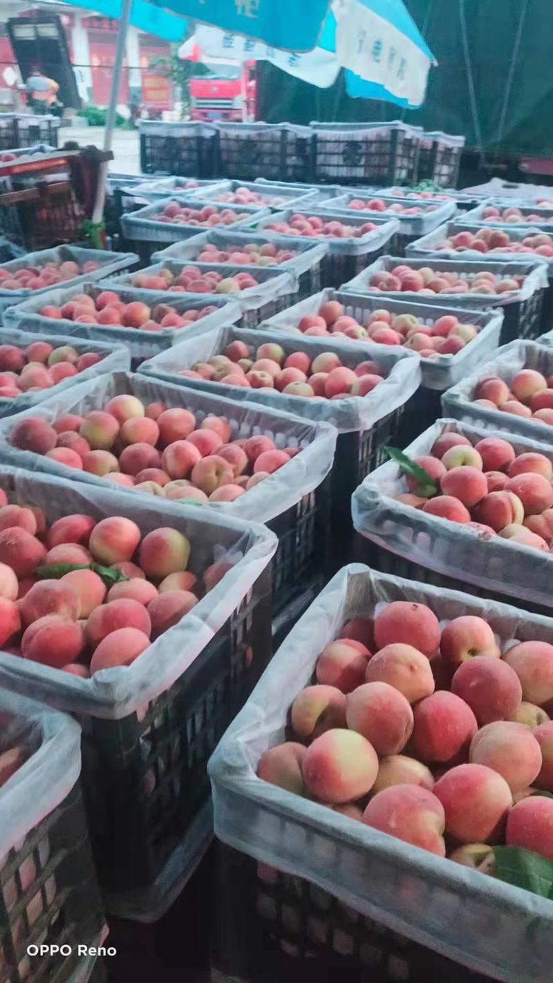 蜜桃桃子产地看货保质保量一手货源欢迎订购