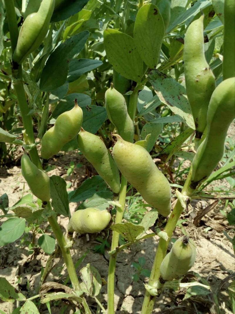 蚕豆种子，三星蚕豆种子，蚕豆大量现货供应