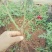 玫瑰老桩大花月季老桩基地直销质量保证适应绿化遵院种植